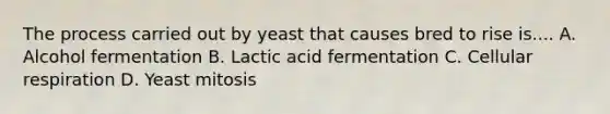 The process carried out by yeast that causes bred to rise is.... A. Alcohol fermentation B. Lactic acid fermentation C. Cellular respiration D. Yeast mitosis