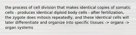 the process of cell division that makes identical copies of somatic cells - produces identical diploid body cells - after fertilization, the zygote does mitosis repeatedly, and these identical cells will later differentiate and organize into specific tissues -> organs -> organ systems