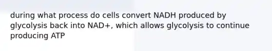 during what process do cells convert NADH produced by glycolysis back into NAD+, which allows glycolysis to continue producing ATP