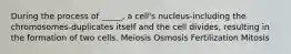 During the process of _____, a cell's nucleus-including the chromosomes-duplicates itself and the cell divides, resulting in the formation of two cells. Meiosis Osmosis Fertilization Mitosis