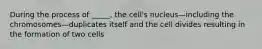 During the process of _____, the cell's nucleus—including the chromosomes—duplicates itself and the cell divides resulting in the formation of two cells