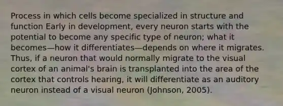 Process in which cells become specialized in structure and function Early in development, every neuron starts with the potential to become any specific type of neuron; what it becomes—how it differentiates—depends on where it migrates. Thus, if a neuron that would normally migrate to the visual cortex of an animal's brain is transplanted into the area of the cortex that controls hearing, it will differentiate as an auditory neuron instead of a visual neuron (Johnson, 2005).