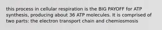 this process in cellular respiration is the BIG PAYOFF for ATP synthesis, producing about 36 ATP molecules. It is comprised of two parts: the electron transport chain and chemiosmosis