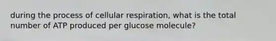 during the process of cellular respiration, what is the total number of ATP produced per glucose molecule?