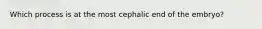 Which process is at the most cephalic end of the embryo?