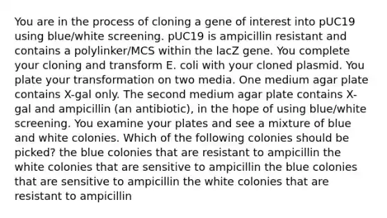 You are in the process of cloning a gene of interest into pUC19 using blue/white screening. pUC19 is ampicillin resistant and contains a polylinker/MCS within the lacZ gene. You complete your cloning and transform E. coli with your cloned plasmid. You plate your transformation on two media. One medium agar plate contains X-gal only. The second medium agar plate contains X-gal and ampicillin (an antibiotic), in the hope of using blue/white screening. You examine your plates and see a mixture of blue and white colonies. Which of the following colonies should be picked? the blue colonies that are resistant to ampicillin the white colonies that are sensitive to ampicillin the blue colonies that are sensitive to ampicillin the white colonies that are resistant to ampicillin