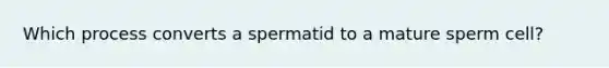 Which process converts a spermatid to a mature sperm cell?