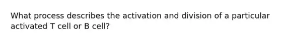 What process describes the activation and division of a particular activated T cell or B cell?