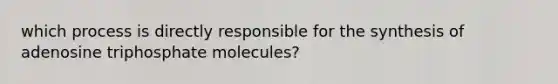 which process is directly responsible for the synthesis of adenosine triphosphate molecules?