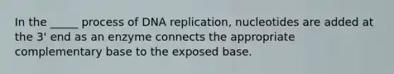 In the _____ process of DNA replication, nucleotides are added at the 3' end as an enzyme connects the appropriate complementary base to the exposed base.