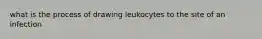 what is the process of drawing leukocytes to the site of an infection