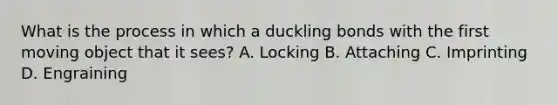 What is the process in which a duckling bonds with the first moving object that it sees? A. Locking B. Attaching C. Imprinting D. Engraining