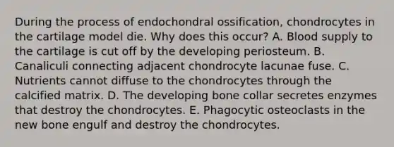 During the process of endochondral ossification, chondrocytes in the cartilage model die. Why does this occur? A. Blood supply to the cartilage is cut off by the developing periosteum. B. Canaliculi connecting adjacent chondrocyte lacunae fuse. C. Nutrients cannot diffuse to the chondrocytes through the calcified matrix. D. The developing bone collar secretes enzymes that destroy the chondrocytes. E. Phagocytic osteoclasts in the new bone engulf and destroy the chondrocytes.