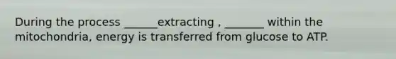 During the process ______extracting , _______ within the mitochondria, energy is transferred from glucose to ATP.