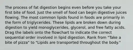 The process of fat digestion begins even before you take your first bite of food. Just the smell of food can begin digestive juices flowing. The most common lipids found in foods are primarily in the form of triglycerides. These lipids are broken down during digestion to yield monoglycerides, glycerol, and free fatty acids. Drag the labels onto the flowchart to indicate the correct sequential order involved in lipid digestion. Rank from "Take a bite of pizza" to "Lipids are transported throughout the body."