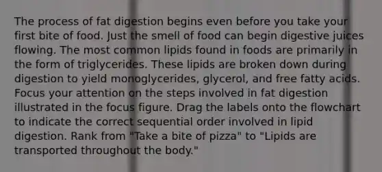 The process of fat digestion begins even before you take your first bite of food. Just the smell of food can begin digestive juices flowing. The most common lipids found in foods are primarily in the form of triglycerides. These lipids are broken down during digestion to yield monoglycerides, glycerol, and free fatty acids. Focus your attention on the steps involved in fat digestion illustrated in the focus figure. Drag the labels onto the flowchart to indicate the correct sequential order involved in lipid digestion. Rank from "Take a bite of pizza" to "Lipids are transported throughout the body."