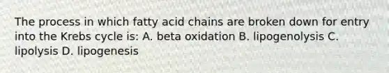 The process in which fatty acid chains are broken down for entry into the Krebs cycle is: A. beta oxidation B. lipogenolysis C. lipolysis D. lipogenesis