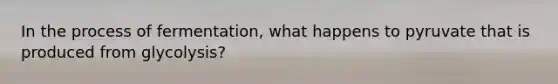 In the process of fermentation, what happens to pyruvate that is produced from glycolysis?