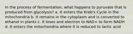 In the process of fermentation, what happens to pyruvate that is produced from glycolysis? a. It enters the Kreb's Cycle in the mitochondria b. It remains in the cytoplasm and is converted to ethanol in plants c. It loses and electron to NAD+ to form NADH d. It enters the mitochondria where it is reduced to lactic acid