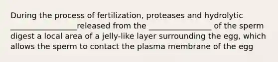 During the process of fertilization, proteases and hydrolytic _________________released from the ________________ of the sperm digest a local area of a jelly-like layer surrounding the egg, which allows the sperm to contact the plasma membrane of the egg