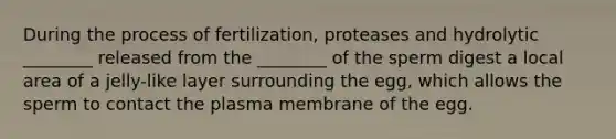 During the process of fertilization, proteases and hydrolytic ________ released from the ________ of the sperm digest a local area of a jelly-like layer surrounding the egg, which allows the sperm to contact the plasma membrane of the egg.