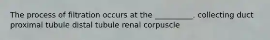 The process of filtration occurs at the __________. collecting duct proximal tubule distal tubule renal corpuscle