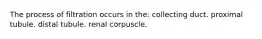 The process of filtration occurs in the: collecting duct. proximal tubule. distal tubule. renal corpuscle.