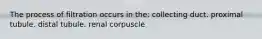 The process of filtration occurs in the: collecting duct. proximal tubule. distal tubule. renal corpuscle