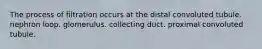 The process of filtration occurs at the distal convoluted tubule. nephron loop. glomerulus. collecting duct. proximal convoluted tubule.
