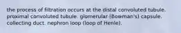 the process of filtration occurs at the distal convoluted tubule. proximal convoluted tubule. glomerular (Bowman's) capsule. collecting duct. nephron loop (loop of Henle).