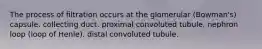 The process of filtration occurs at the glomerular (Bowman's) capsule. collecting duct. proximal convoluted tubule. nephron loop (loop of Henle). distal convoluted tubule.