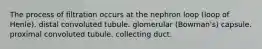 The process of filtration occurs at the nephron loop (loop of Henle). distal convoluted tubule. glomerular (Bowman's) capsule. proximal convoluted tubule. collecting duct.