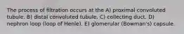 The process of filtration occurs at the A) proximal convoluted tubule. B) distal convoluted tubule. C) collecting duct. D) nephron loop (loop of Henle). E) glomerular (Bowman's) capsule.