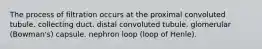 The process of filtration occurs at the proximal convoluted tubule. collecting duct. distal convoluted tubule. glomerular (Bowman's) capsule. nephron loop (loop of Henle).