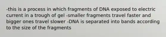 -this is a process in which fragments of DNA exposed to electric current in a trough of gel -smaller fragments travel faster and bigger ones travel slower -DNA is separated into bands according to the size of the fragments