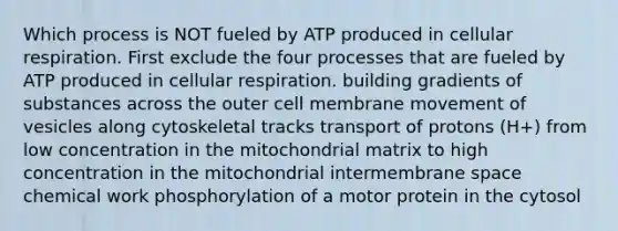 Which process is NOT fueled by ATP produced in cellular respiration. First exclude the four processes that are fueled by ATP produced in cellular respiration. building gradients of substances across the outer cell membrane movement of vesicles along cytoskeletal tracks transport of protons (H+) from low concentration in the mitochondrial matrix to high concentration in the mitochondrial intermembrane space chemical work phosphorylation of a motor protein in the cytosol