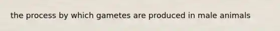 the process by which gametes are produced in male animals