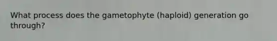 What process does the gametophyte (haploid) generation go through?