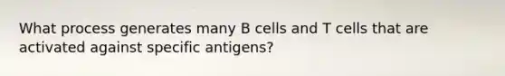 What process generates many B cells and T cells that are activated against specific antigens?