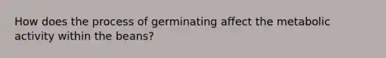 How does the process of germinating affect the metabolic activity within the beans?