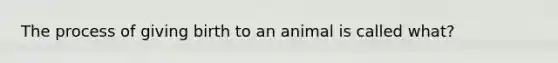 The process of giving birth to an animal is called what?