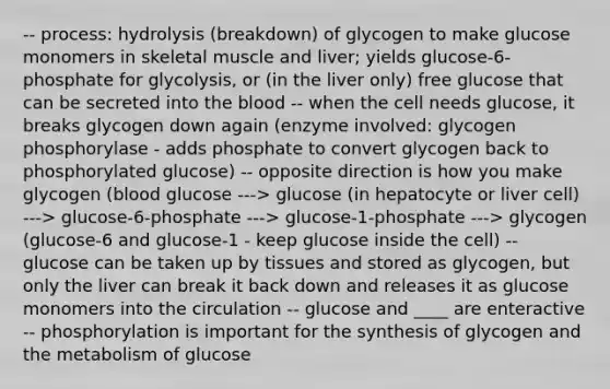 -- process: hydrolysis (breakdown) of glycogen to make glucose monomers in skeletal muscle and liver; yields glucose-6-phosphate for glycolysis, or (in the liver only) free glucose that can be secreted into <a href='https://www.questionai.com/knowledge/k7oXMfj7lk-the-blood' class='anchor-knowledge'>the blood</a> -- when the cell needs glucose, it breaks glycogen down again (enzyme involved: glycogen phosphorylase - adds phosphate to convert glycogen back to phosphorylated glucose) -- opposite direction is how you make glycogen (blood glucose ---> glucose (in hepatocyte or liver cell) ---> glucose-6-phosphate ---> glucose-1-phosphate ---> glycogen (glucose-6 and glucose-1 - keep glucose inside the cell) -- glucose can be taken up by tissues and stored as glycogen, but only the liver can break it back down and releases it as glucose monomers into the circulation -- glucose and ____ are enteractive -- phosphorylation is important for the synthesis of glycogen and the metabolism of glucose