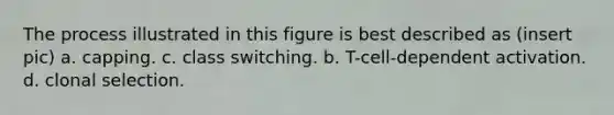 The process illustrated in this figure is best described as (insert pic) a. capping. c. class switching. b. T-cell-dependent activation. d. clonal selection.