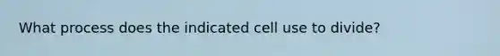 What process does the indicated cell use to divide?