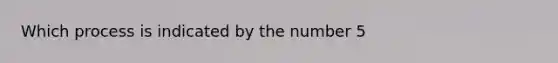 Which process is indicated by the number 5