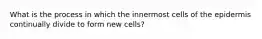 What is the process in which the innermost cells of the epidermis continually divide to form new cells?