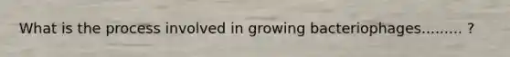 What is the process involved in growing bacteriophages......... ?