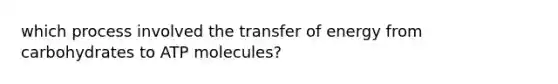 which process involved the transfer of energy from carbohydrates to ATP molecules?