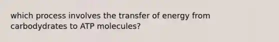 which process involves the transfer of energy from carbodydrates to ATP molecules?