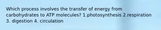 Which process involves the transfer of energy from carbohydrates to ATP molecules? 1.photosynthesis 2.respiration 3. digestion 4. circulation